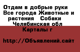 Отдам в добрые руки  - Все города Животные и растения » Собаки   . Челябинская обл.,Карталы г.